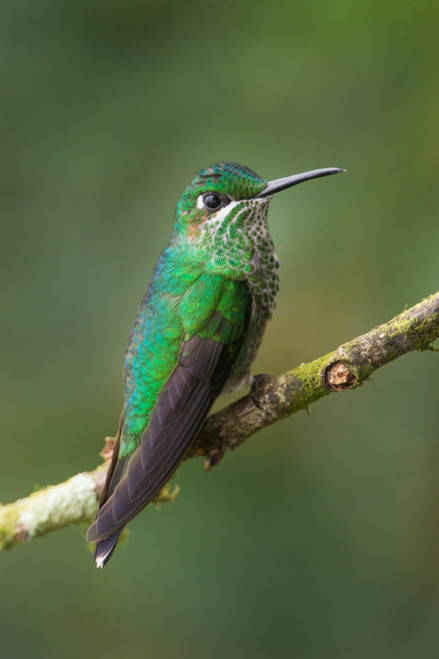 Green-Crowned Brilliant, Savegre, Costa Rica Poster Print by Panoramic Images - Item # VARPPI157464