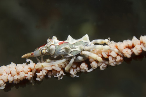 Wire coral crab on black wire coral, Lembeh Strait, Indonesia. Poster Print by VWPics/Stocktrek Images - Item # VARPSTVWP401171U