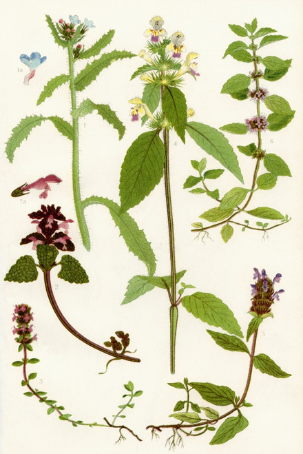 Wildflowers. 1. Bugloss 2. Red Deadnettle 3. Wild Thyme 4. Large flowered Hempnettle 5. Self heal 6. Corn Mint. Poster Print by Hilary Jane Morgan / Design Pics - Item # VARDPI12285722