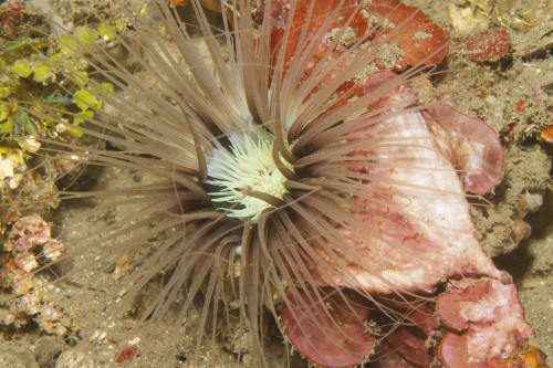 Sea anemone, Lembeh Strait, Indonesia. Poster Print by VWPics/Stocktrek Images - Item # VARPSTVWP401157U