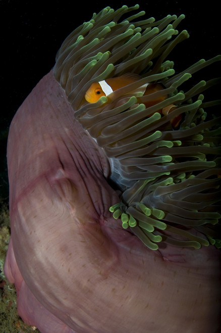 False clown anemonefish in a magnificent sea anemone. Poster Print by VWPics/Stocktrek Images - Item # VARPSTVWP400607U