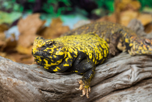 Close-up of Leopard gecko in forest Poster Print by Panoramic Images - Item # VARPPI175356