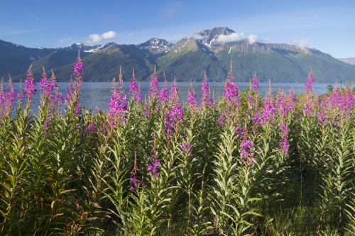 Scenic landscape of Fireweed with the Kenai Mountains and Turnagain Arm in the background, Southcentral Alaska, summer Poster Print by Doug Lindstrand / Design Pics - Item # VARDPI12306855