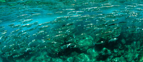 School of fish swimming in ocean, Hawaii, USA Poster Print by Panoramic Images - Item # VARPPI175250