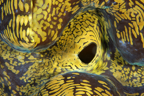Siphon detail in fluted giant clam. Poster Print by VWPics/Stocktrek Images - Item # VARPSTVWP400079U