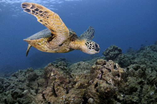 A green sea turtle, Chelonia mydas, Ko'olina, Oahu, Hawaii, North Pacific. Poster Print by VWPics/Stocktrek Images - Item # VARPSTVWP400072U