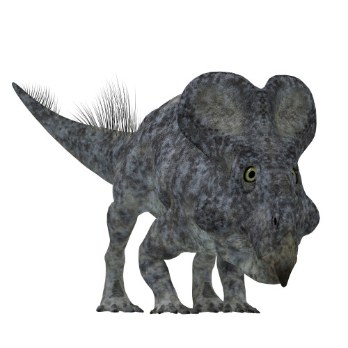 Front view of a Protoceratops dinosaur. Poster Print by Corey Ford/Stocktrek Images - Item # VARPSTCFR200832P