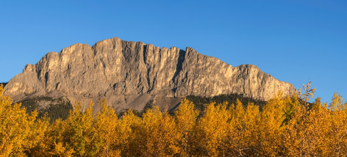 Poplar trees in autumn, Mount Yamnuska, Kananaskis Country, Alberta, Canada Poster Print by Panoramic Images - Item # VARPPI166963