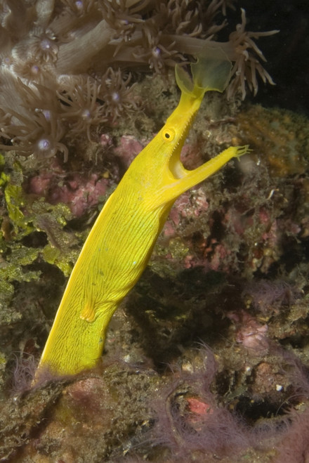 Female ribbon eel, Lembeh Strait, Indonesia. Poster Print by VWPics/Stocktrek Images - Item # VARPSTVWP401132U