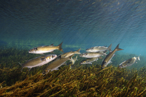 Striped mullet, Salt Springs, Florida. Poster Print by VWPics/Stocktrek Images - Item # VARPSTVWP400459U