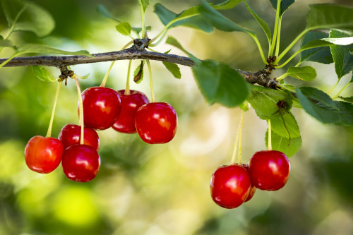 Close up of red ripe cherries hanging on a branch; Calgary, Alberta, Canada Poster Print by Michael Interisano / Design Pics - Item # VARDPI12318904
