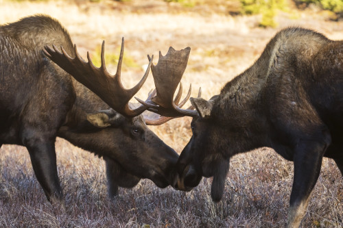 Bull moose in the Powerline Pass area of Anchorage, bulls have recently shed velvet from their antlers in rutting season; Anchorage, Alaska, United States of America Poster Print by Doug Lindstrand / Design Pics - Item # VARDPI12306952