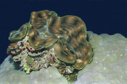 Fluted giant clam, Solomon Islands. Poster Print by VWPics/Stocktrek Images - Item # VARPSTVWP401075U