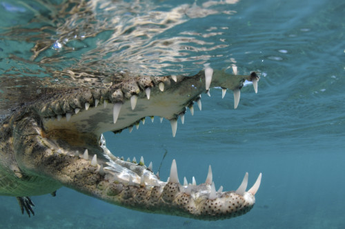 American crocodile at Jardines de la Reina in Cuba. Poster Print by VWPics/Stocktrek Images - Item # VARPSTVWP401481U