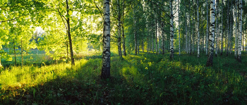 Birch trees by the Saimaa Canal, Lappeenranta, Finland Poster Print by Panoramic Images - Item # VARPPI158614