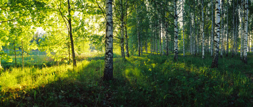 Birch trees by the Saimaa Canal, Lappeenranta, Finland Poster Print by Panoramic Images - Item # VARPPI158614