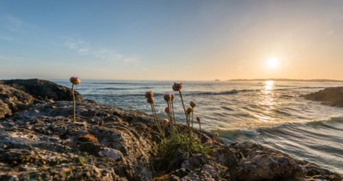 Sea pink wildflowers on Long Beach, Pacific Rim National Park Reserve, Vancouver Island, British Columbia, Canada Poster Print by Panoramic Images - Item # VARPPI174114