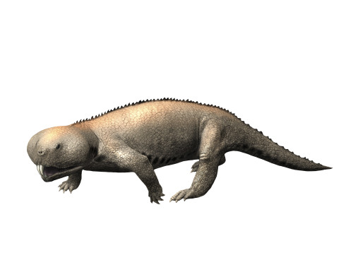 Hyperodapedon is a rhynchosaur from the Late Triassic. Poster Print by Nobumichi Tamura/Stocktrek Images - Item # VARPSTNBT600174P