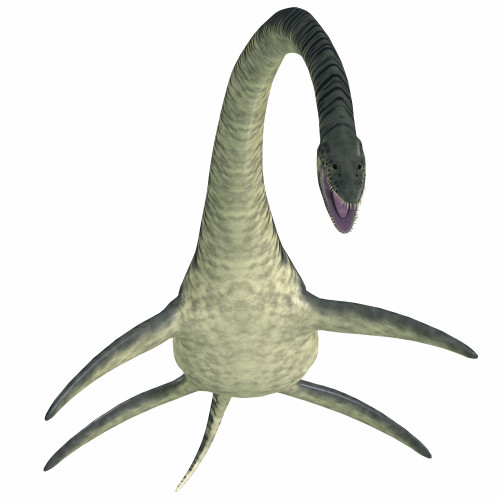 Elasmosaurus on white background. Poster Print by Corey Ford/Stocktrek Images - Item # VARPSTCFR200890P