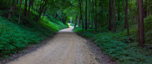 Winding road through a forest near Cassville, Grant County, Wisconsin, USA Poster Print by Panoramic Images - Item # VARPPI175420