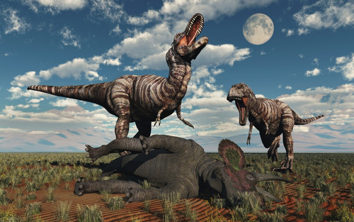 A pair of T-rex dinosaurs about to eat a dead Triceratops. Poster Print by Mark Stevenson/Stocktrek Images - Item # VARPSTMAS600163P