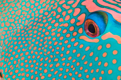 Extreme close-up of the pattern on a bicolor parrotfish, Indonesia. Poster Print by VWPics/Stocktrek Images - Item # VARPSTVWP400185U