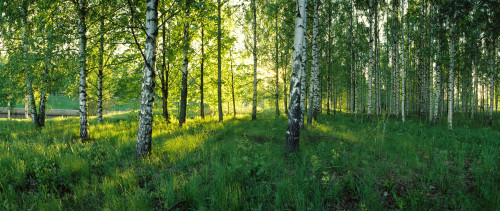 Birch trees by the Saimaa Canal, Lappeenranta, Finland Poster Print by Panoramic Images - Item # VARPPI158615