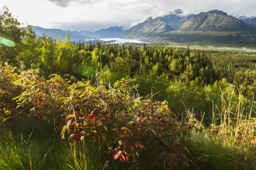 Matanuska Glacier, viewed from Glenn Highway near Sheep Mountain; Alaska, United States of America Poster Print by Doug Lindstrand / Design Pics - Item # VARDPI12318781