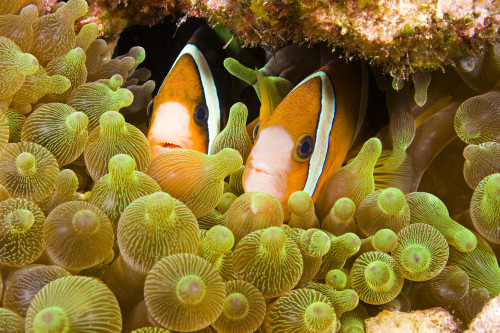 Clark's anemonefish in sea anemone, Komodo, Indonesia. Poster Print by VWPics/Stocktrek Images - Item # VARPSTVWP400191U