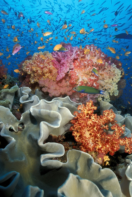 Tropical coral reef, Fiji, Pacific Ocean. Poster Print by VWPics/Stocktrek Images - Item # VARPSTVWP400401U