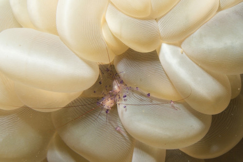 Bubble coral shrimp, Lembeh Strait, Indonesia. Poster Print by VWPics/Stocktrek Images - Item # VARPSTVWP401161U