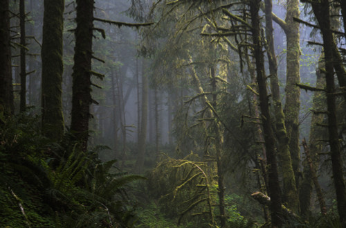 Sunlight and fog mix at Ecola State Park on the North Oregon Coast; Cannon Beach, Oregon, United States of America Poster Print by Robert L. Potts / Design Pics - Item # VARDPI2384896 Sunlight and fog mix at Ecola State Park on the North Oregon Coast; Cannon Beach, Oregon, United States of America Poster Print by Robert L. Potts / Design Pics - Item # VARDPI2384896