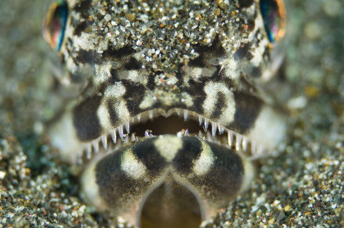 Portrait of a lizardfish. Poster Print by VWPics/Stocktrek Images - Item # VARPSTVWP400667U