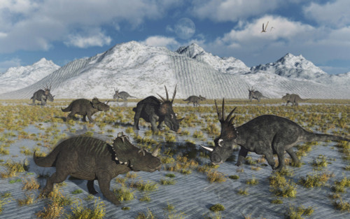 A mixed herd of Centrosaurus and Styracosaurus dinosaurs. Poster Print by Mark Stevenson/Stocktrek Images - Item # VARPSTMAS600175P