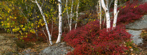 Trees in forest during autumn, Mount Desert Island, Acadia National Park, Hancock County, Maine, USA Poster Print by Panoramic Images - Item # VARPPI162262