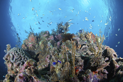 Coral reef, Siaton, Philippines. Poster Print by VWPics/Stocktrek Images - Item # VARPSTVWP400958U