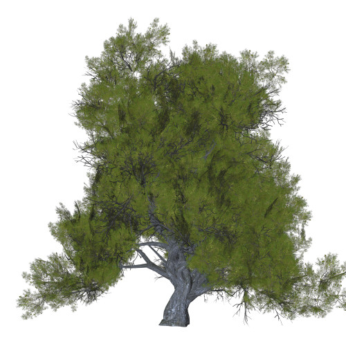 Juniper plant on white background. Poster Print by Corey Ford/Stocktrek Images - Item # VARPSTCFR200746P