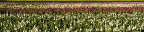 Sweet pea flowers in a field, Lompoc, Santa Barbara County, California, USA Poster Print by Panoramic Images - Item # VARPPI174110