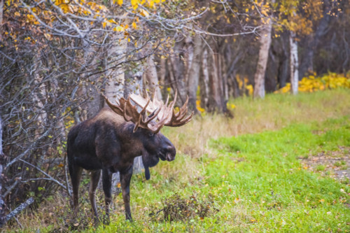The large bull moose Known as "Hook" who roams in the Kincade Park area is seen during the fall rut, South-central Alaska; Anchorage, Alaska, United States of America Poster Print by Michael Jones / Design Pics - Item # VARDPI12319445