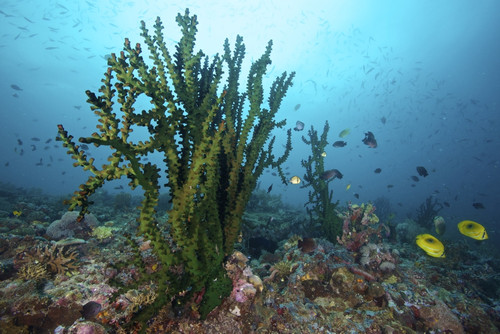 Black sun coral at Limasawa Island, Philippines. Poster Print by VWPics/Stocktrek Images - Item # VARPSTVWP401005U