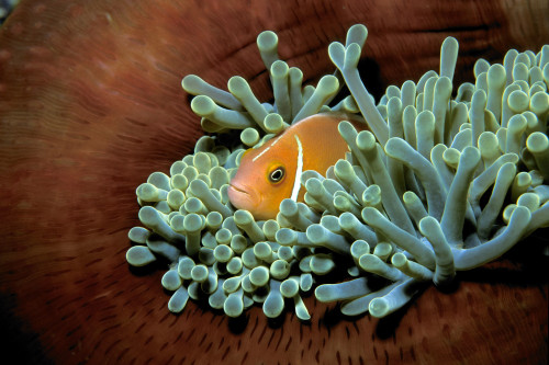 Pink anemonefish, Fiji, Pacific Ocean. Poster Print by VWPics/Stocktrek Images - Item # VARPSTVWP400437U