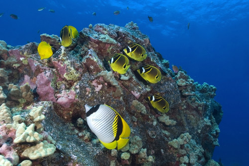 Raccoon butterflyfish and lined butterflyfish on a reef in Hawaii. Poster Print by VWPics/Stocktrek Images - Item # VARPSTVWP400052U