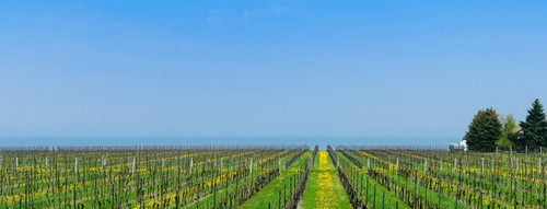 Vineyard in Niagara on the lake in Ontario, Canada Poster Print by Panoramic Images - Item # VARPPI155246