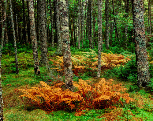 Cinnamon ferns and red spruce trees in autumn, Acadia National Park, Maine, USA Poster Print by Panoramic Images - Item # VARPPI167240