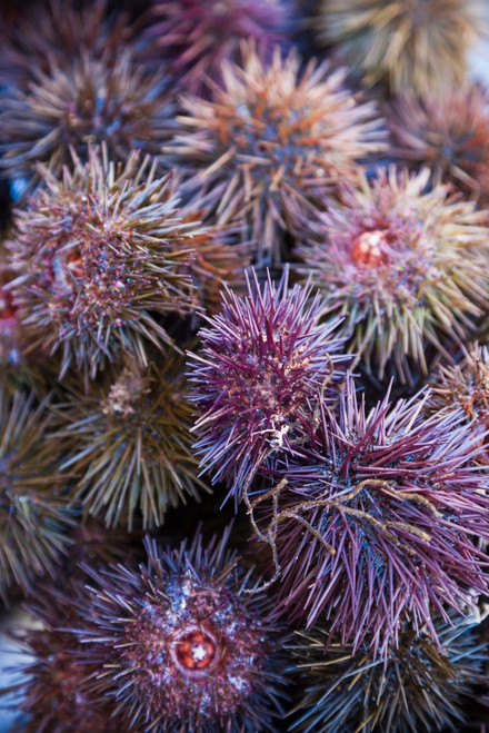 Sea Urchins for sale, Cadiz, Andalusia, Spain Poster Print by Panoramic Images - Item # VARPPI156847