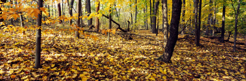 Trees in a forest, University of Wisconsin Arboretum, Madison, Dane County, Wisconsin, USA Poster Print by Panoramic Images - Item # VARPPI104507