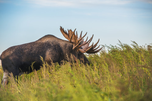The large bull moose Known as "Hook" who roams in the Kincade Park area is seen during the fall rut, South-central Alaska; Anchorage, Alaska, United States of America Poster Print by Michael Jones / Design Pics - Item # VARDPI12319439