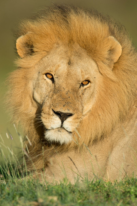 African Lion, Ndutu, Ngorongoro Conservation Area, Tanzania Poster Print by Panoramic Images - Item # VARPPI157060 African Lion, Ndutu, Ngorongoro Conservation Area, Tanzania Poster Print by Panoramic Images - Item # VARPPI157060