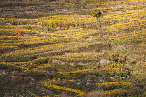 Elevated view of vineyards in autumn, Oberwesel, Rhineland-Palatinate, Germany Poster Print by Panoramic Images - Item # VARPPI174033
