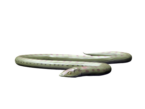 Phlegethontia is a lepospondyl from the Late Carboniferous period. Poster Print by Nobumichi Tamura/Stocktrek Images - Item # VARPSTNBT600207P